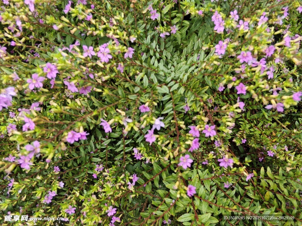 紫色小花叢景觀