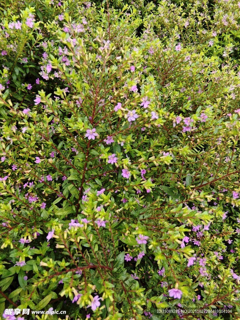繁茂紫花灌木景觀