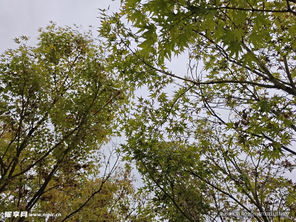 仰視繁茂樹林綠意盎然