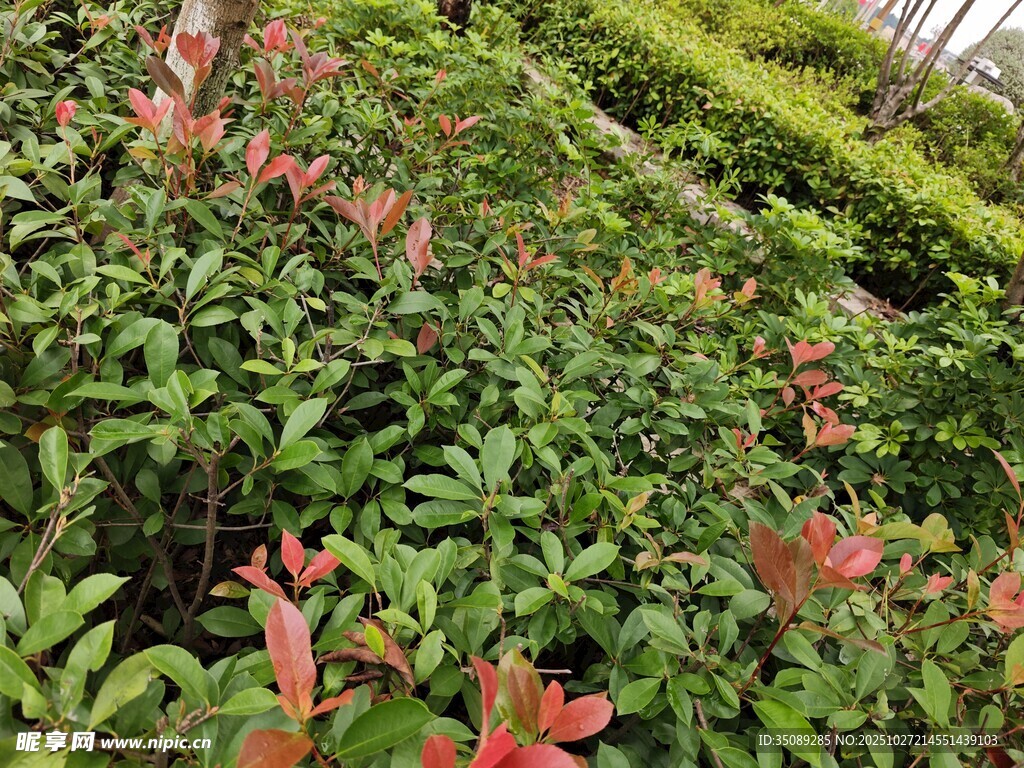 山坡上的多彩綠植