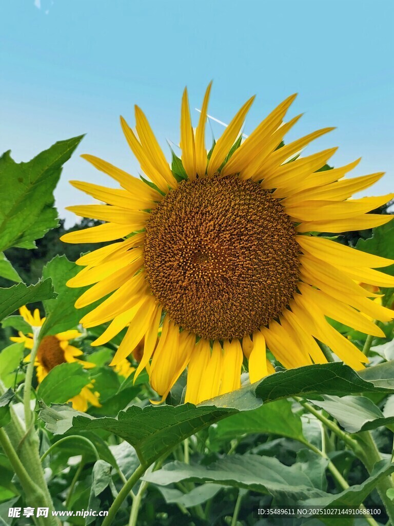 燦爛向日葵綻放于田野