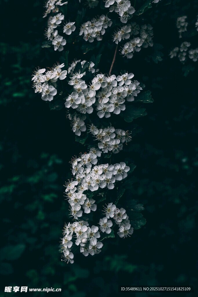 水下漂浮的白色花朵