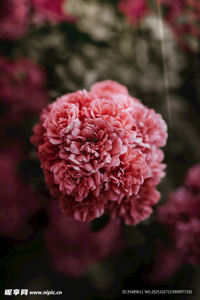 粉紅康乃馨特寫