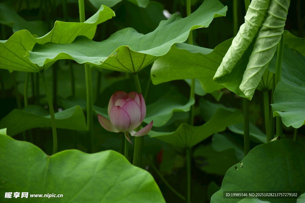 荷塘中含苞待放的粉色荷花
