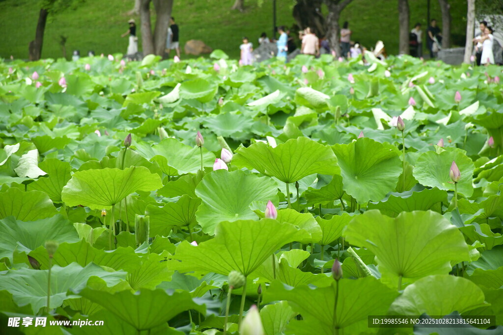 夏日荷塘綠意盎然