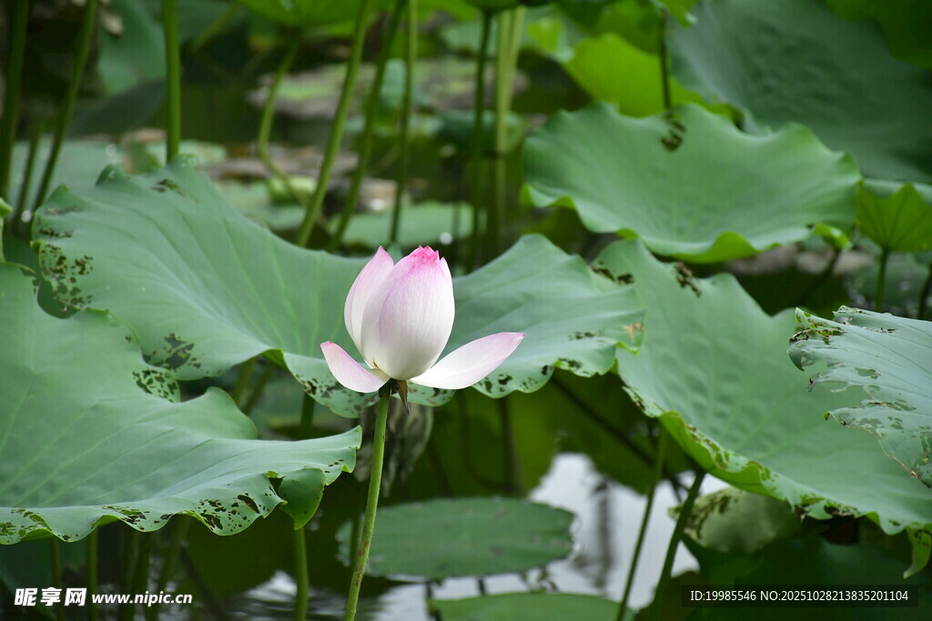 綻放的粉荷與翠綠荷葉