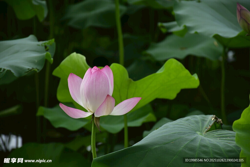 綻放的粉色荷花