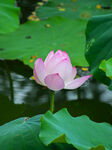 粉色荷花綻放于荷葉間