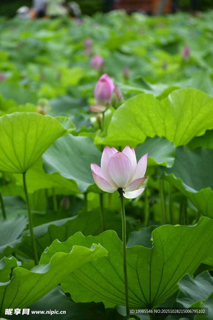 荷塘中的粉嫩荷花綻放