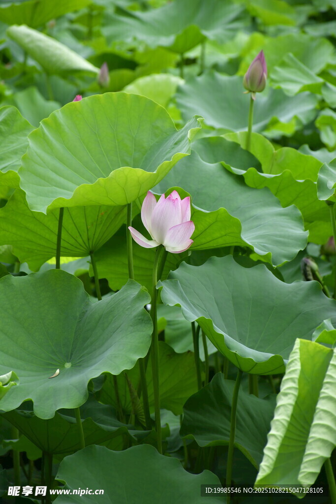 荷塘中綻放的粉嫩荷花