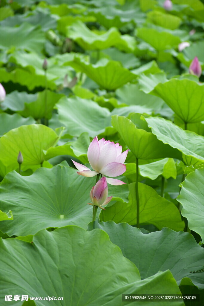 粉色荷花綻放于荷葉間