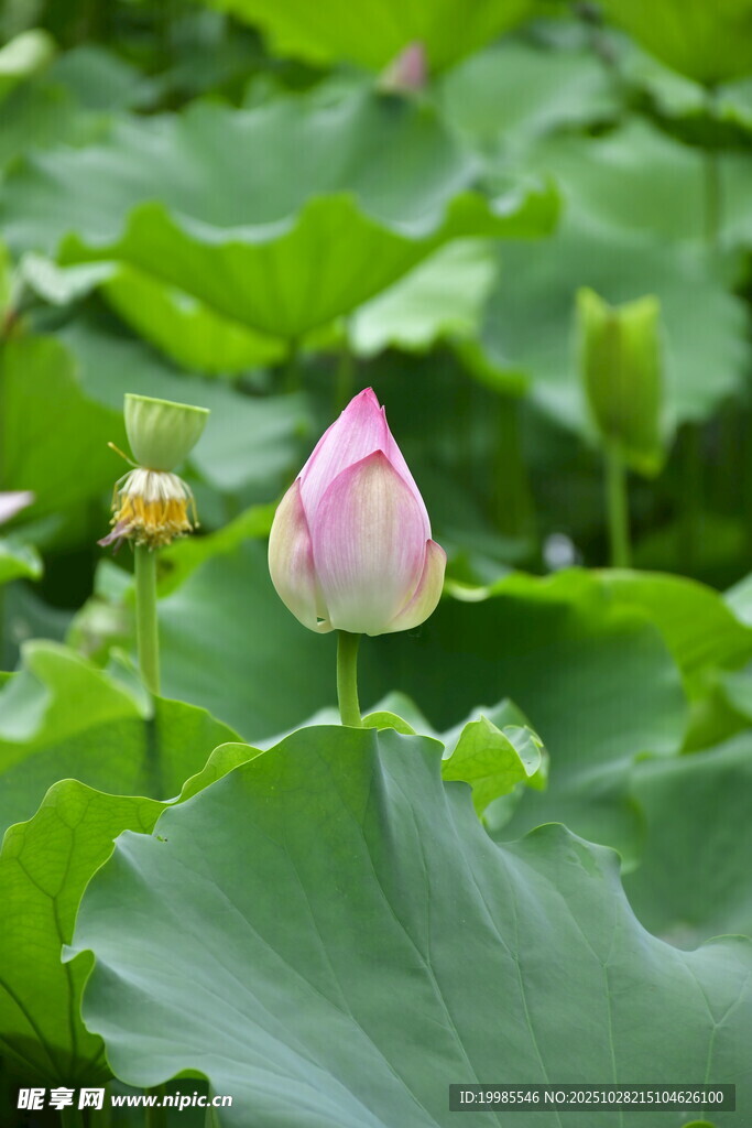 含苞待放的粉嫩荷花