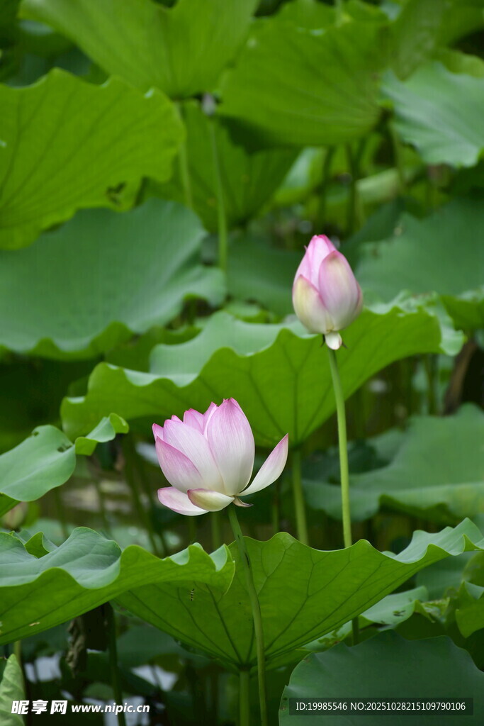 荷塘中綻放的兩朵荷花