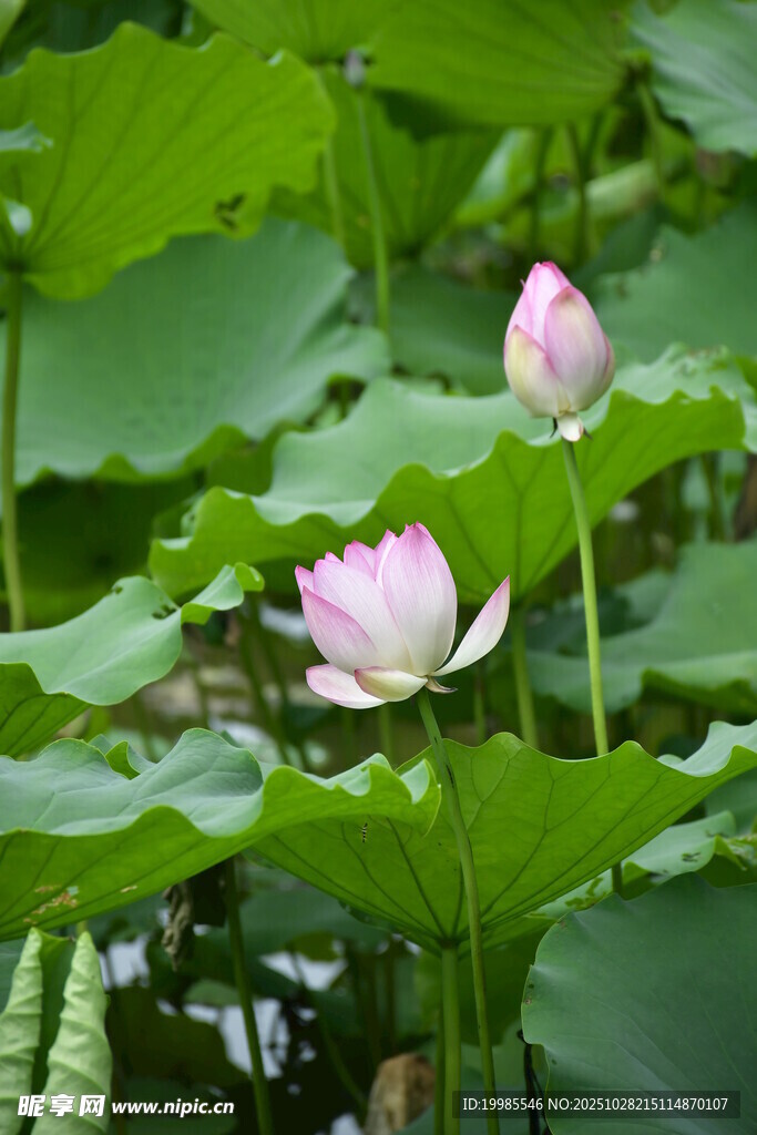 荷塘中的兩朵綻放荷花