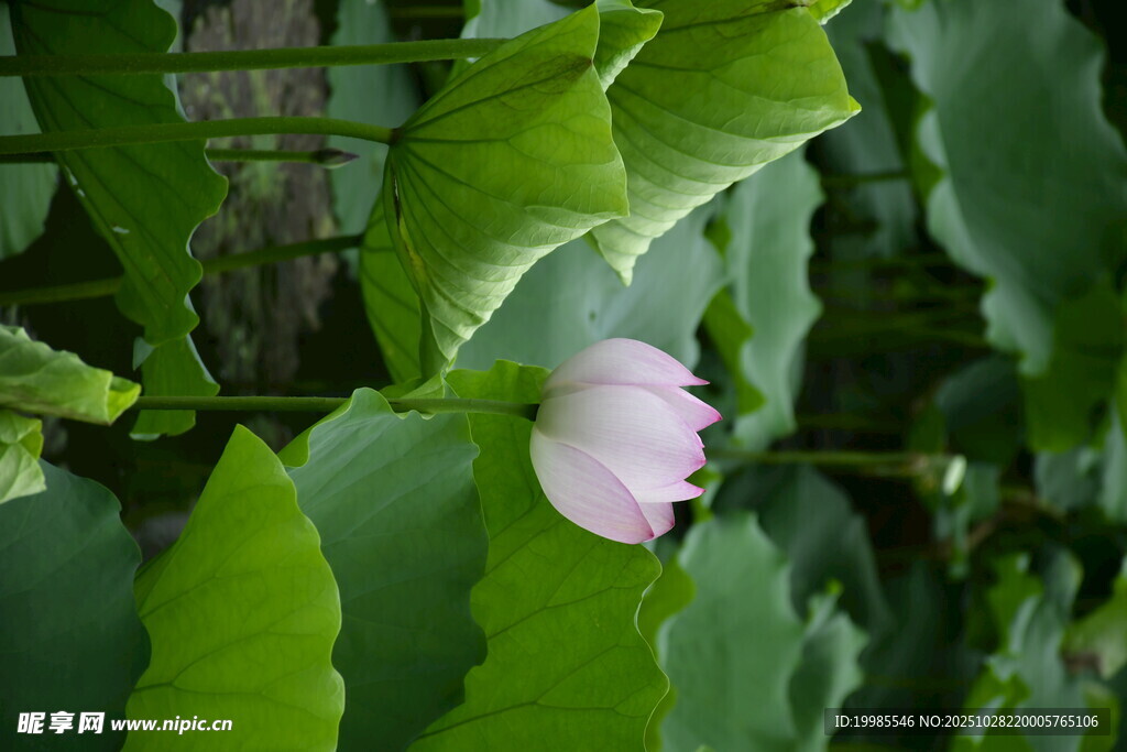 綠葉間的粉色嬌艷花朵