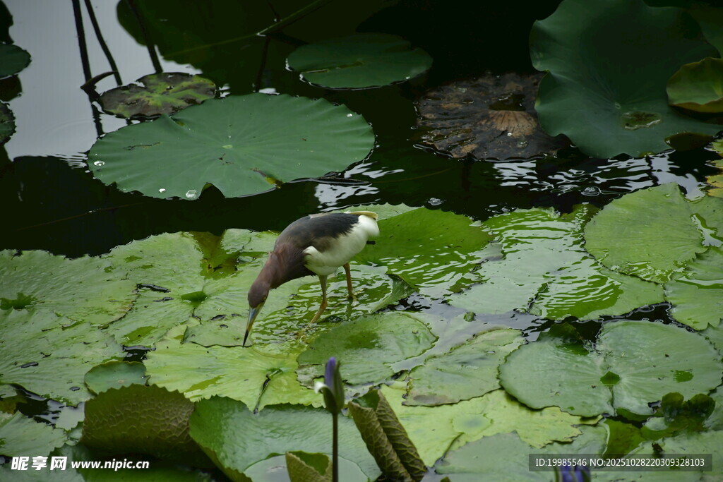 荷塘中站立的小鳥