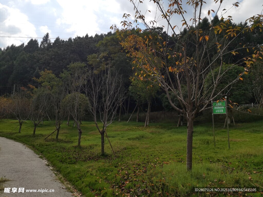 林間小徑旁的秋日樹木景觀