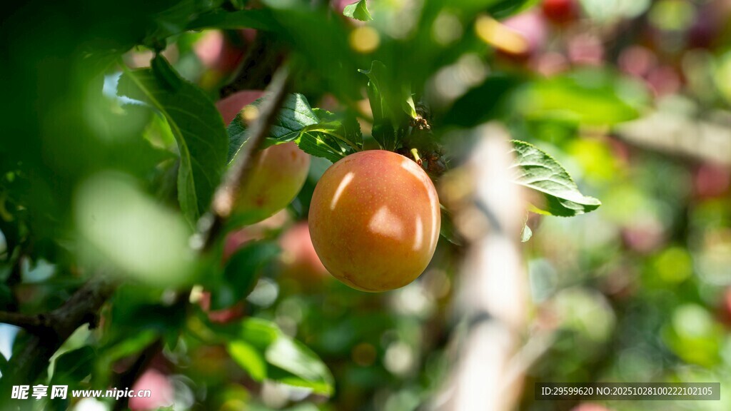 枝頭飽滿誘人的成熟桃子