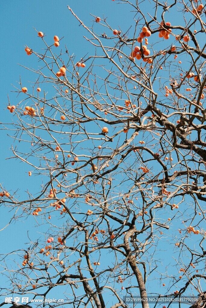 藍(lán)天映襯下的枝頭紅柿