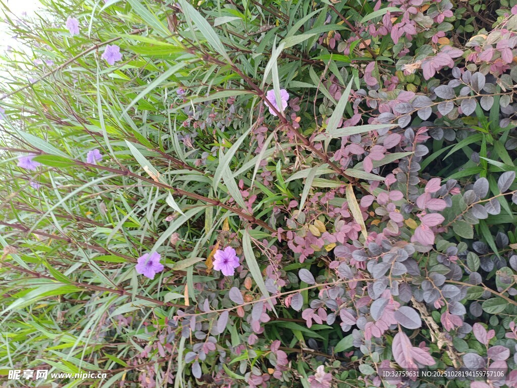 草叢中的紫色小花