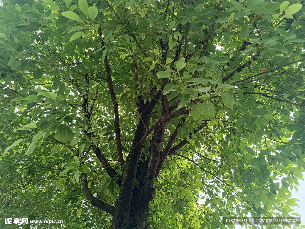 繁茂綠樹的清新景致