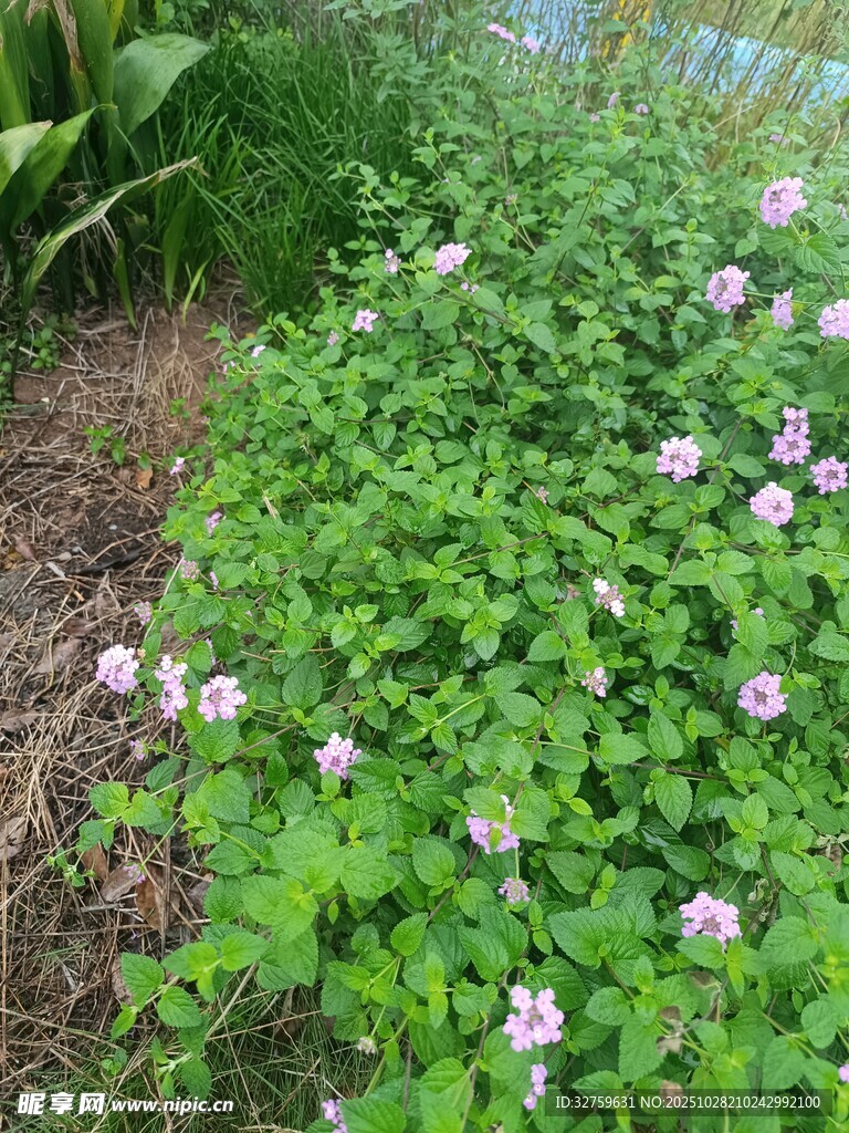 綠葉叢中綻放的粉白小花