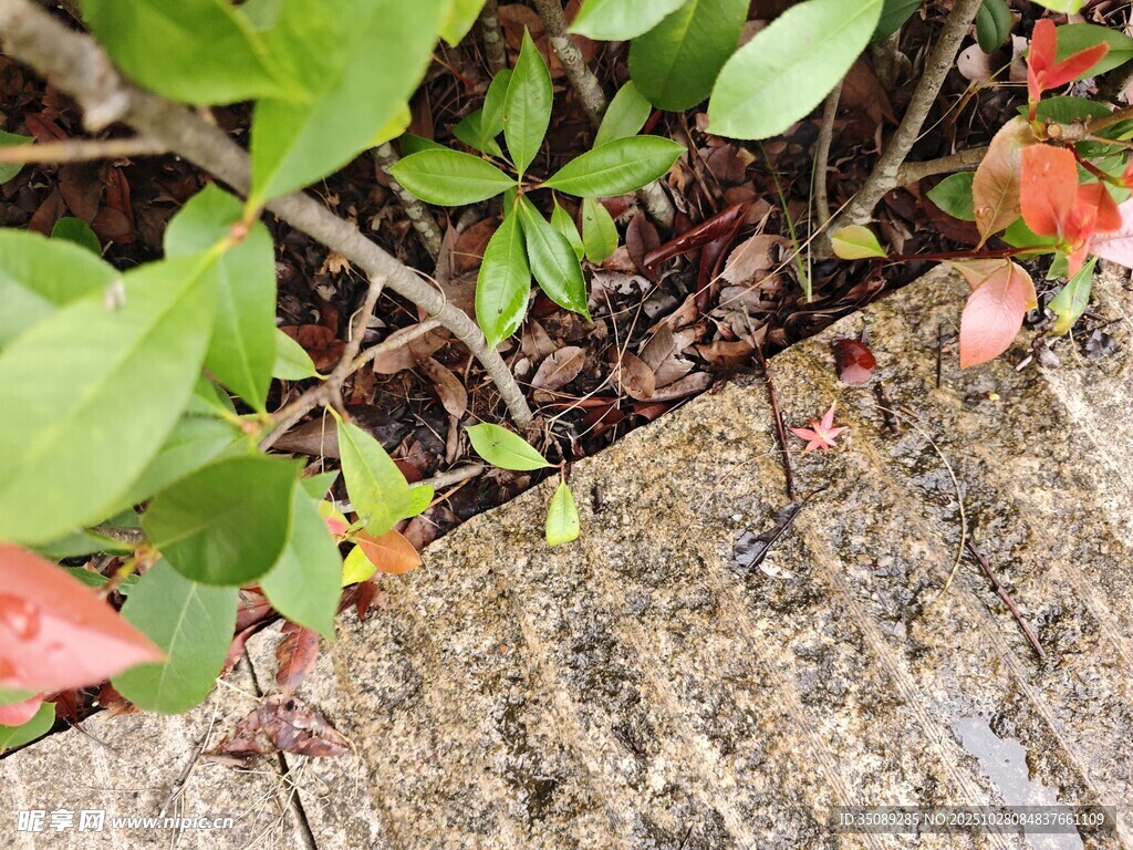 地面旁的綠植與紅色果實