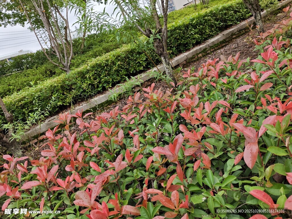 多彩紅葉植物景觀