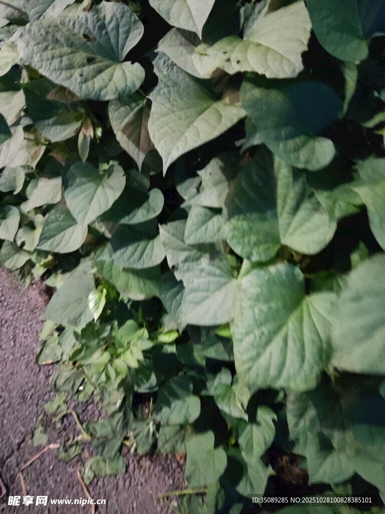 綠葉繁茂的植物景觀