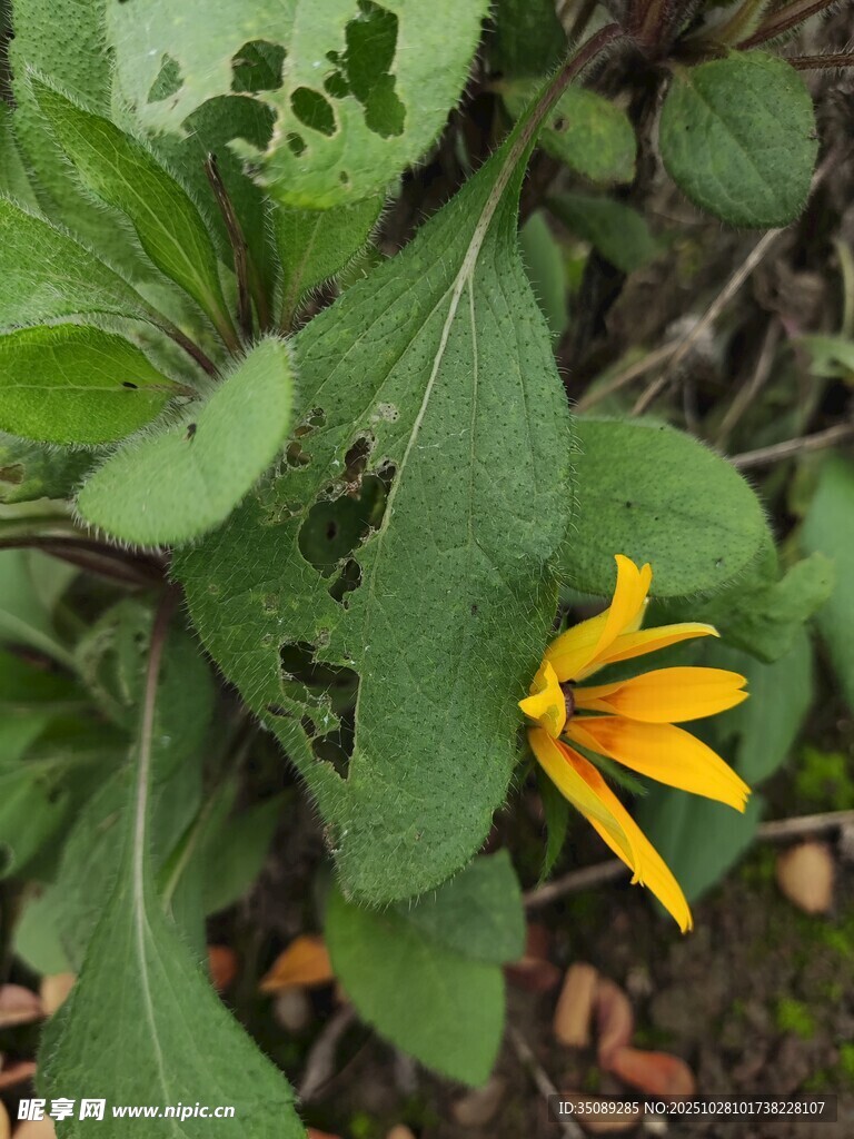綠葉間的黃色小花