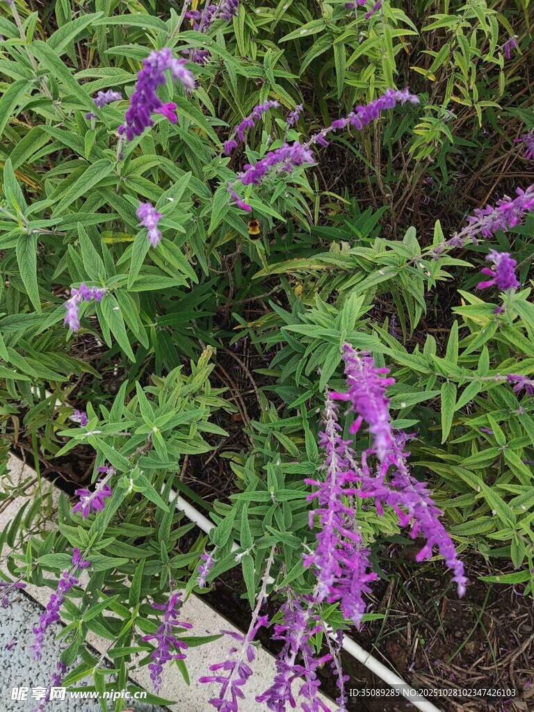 紫色花卉植物特寫(xiě)