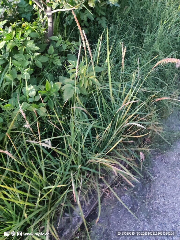 路邊茂盛的綠色草叢