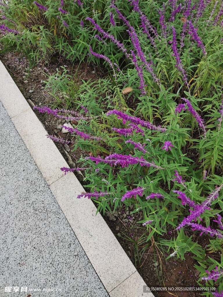 路邊紫色花卉植物景觀