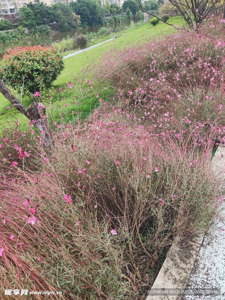 粉色花草裝點的美麗景致