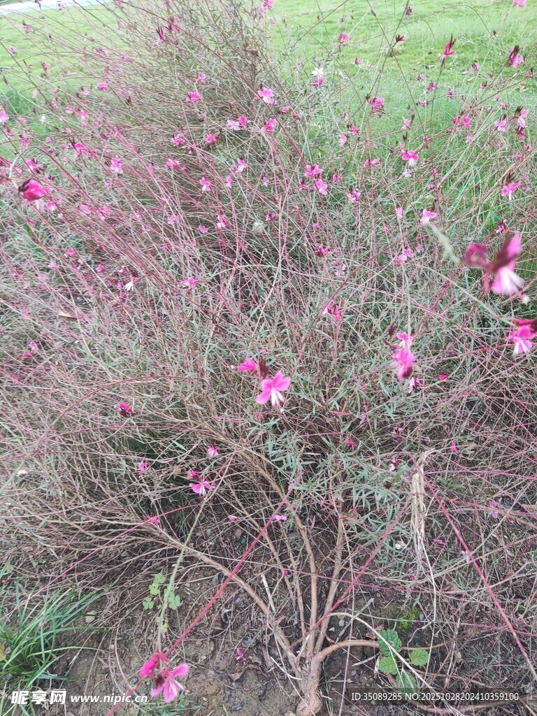 粉色小花綻放于灌木叢中