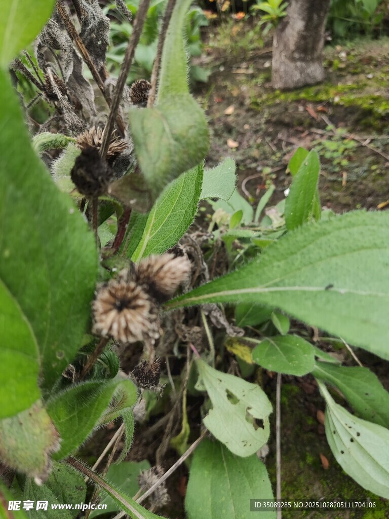 野外帶刺植物特寫