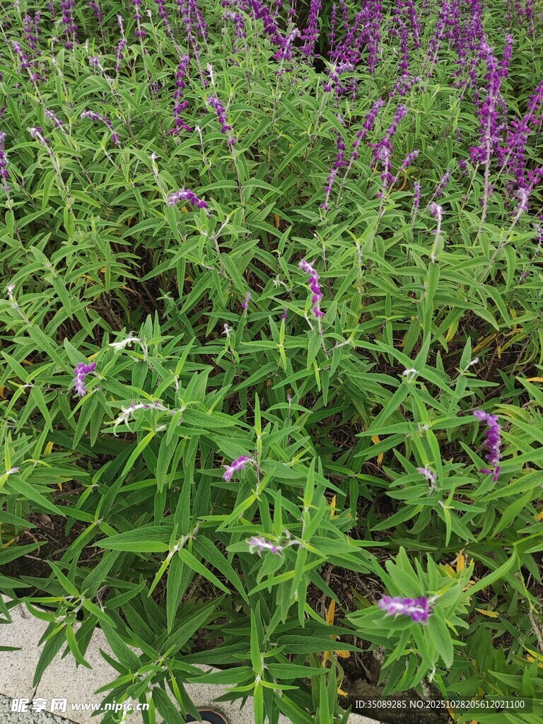 紫色花卉與綠葉植物景觀
