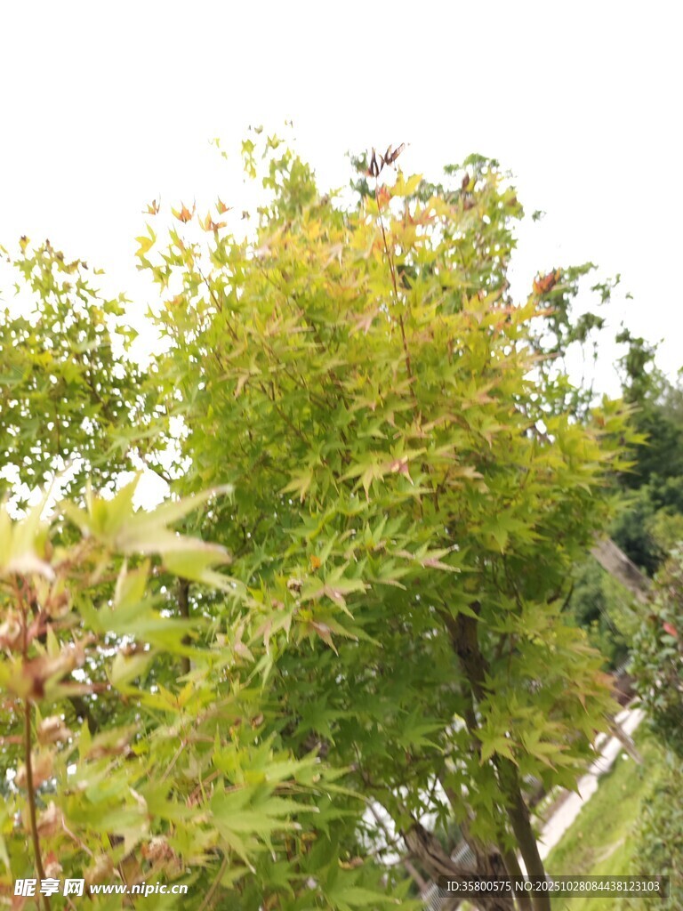 翠綠樹木展現(xiàn)自然生機