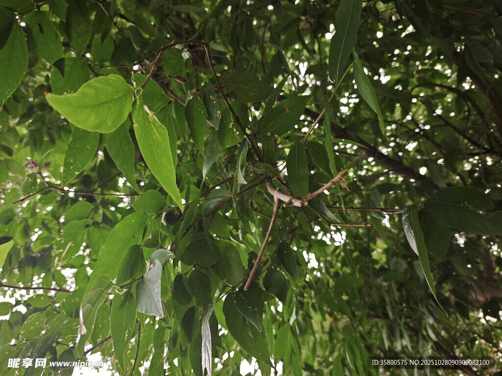 繁茂綠葉間的自然景致