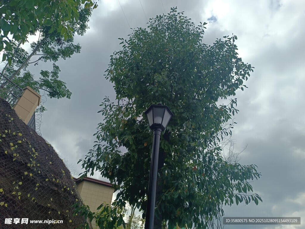 庭院旁綠樹與路燈景象