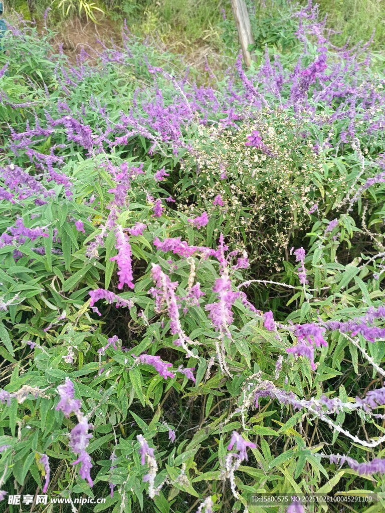 紫色花卉叢中的美麗景致