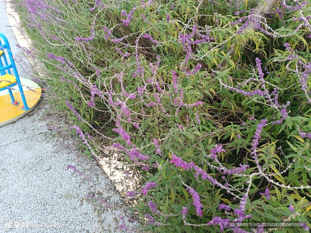 路邊紫色繁茂植物景觀