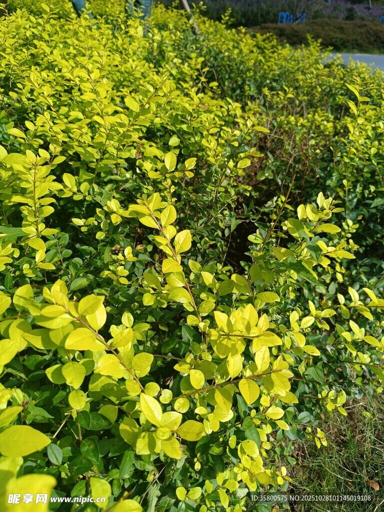 金黃葉片的綠植景觀