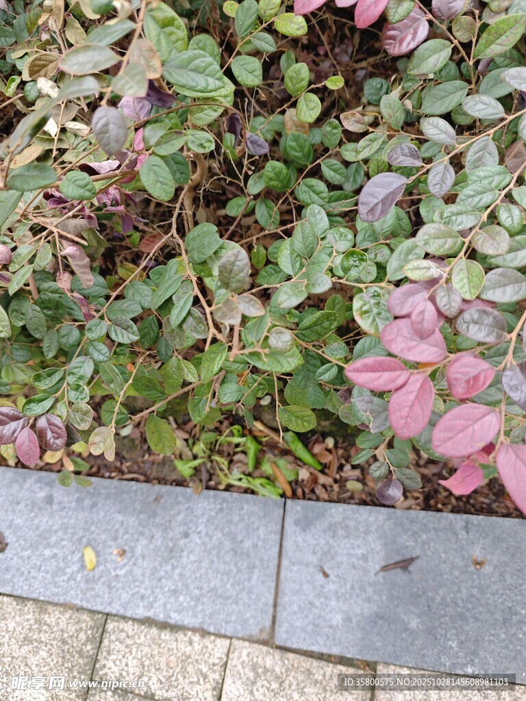 路邊多彩植物景觀