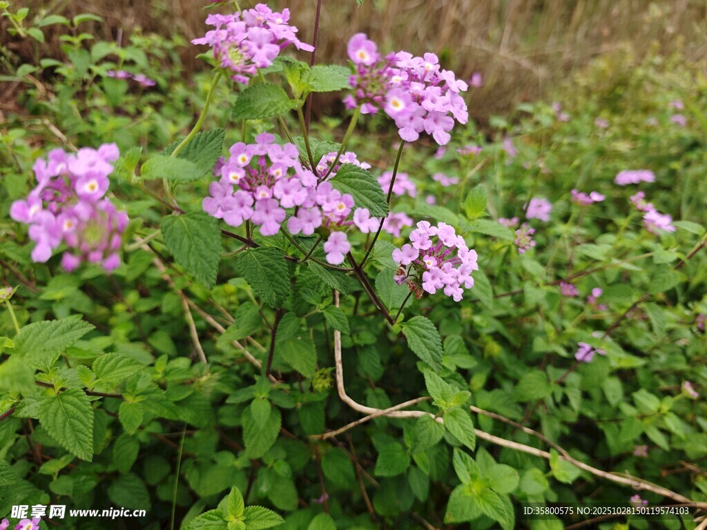 野外綻放的紫色美麗花朵