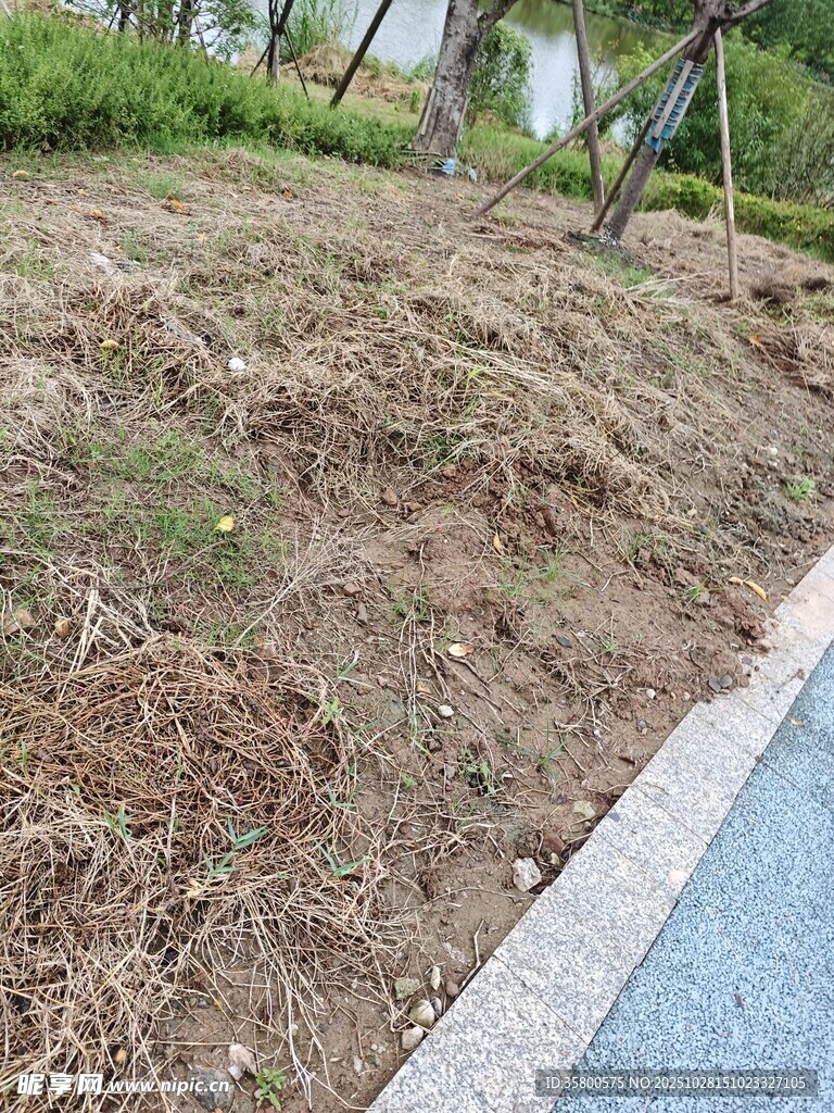 路邊裸露的泥土與植被