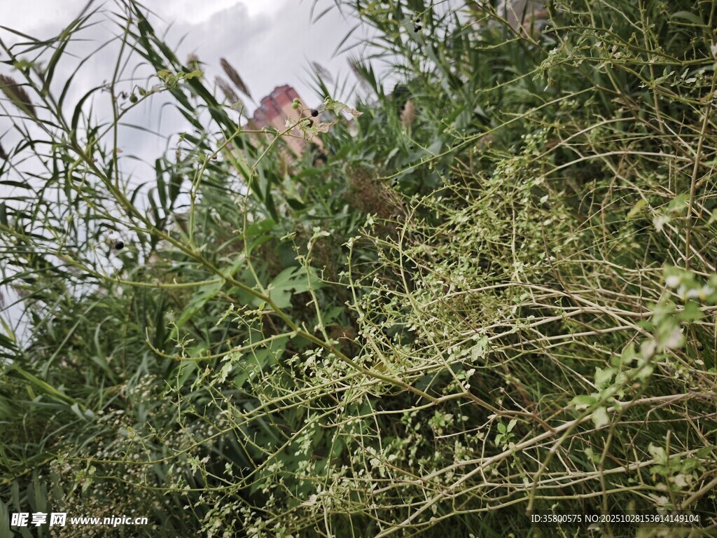 繁茂綠植中的隱蔽景象