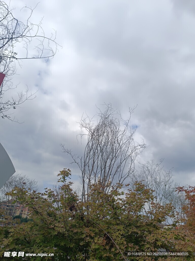 陰天的樹木與天空景象