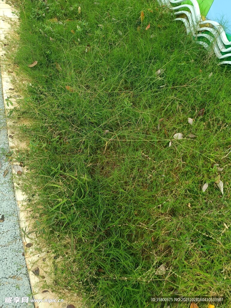 路邊翠綠草地局部景象