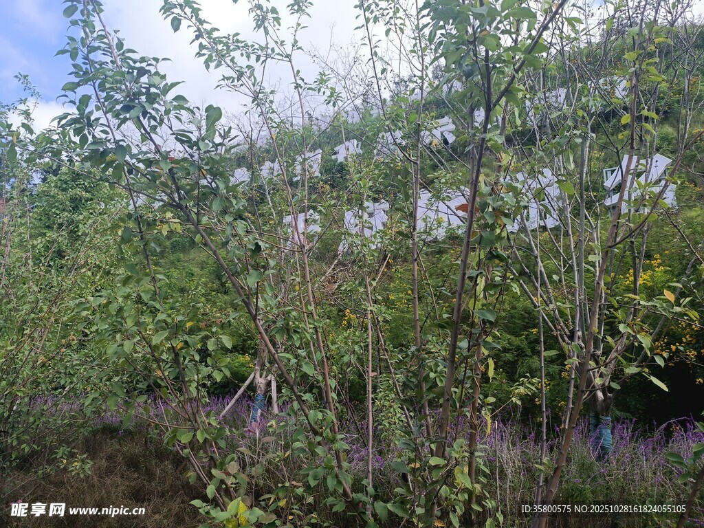 茂密樹林中的綠植景觀